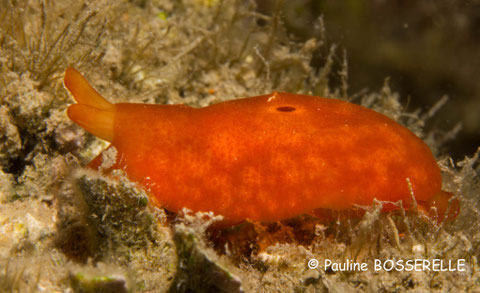 Berthella sp. 1