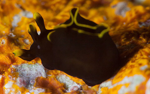 Aplysia sp.1