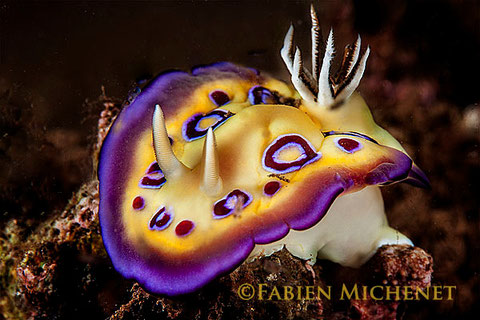 Goniobranchus kuniei anc Chromodoris cf. ransoni