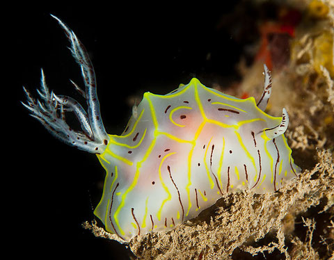 Halgerda willeyi