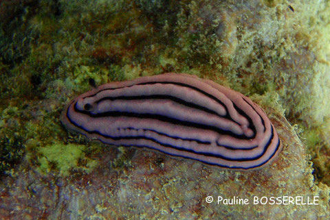 Phyllidiella rosans