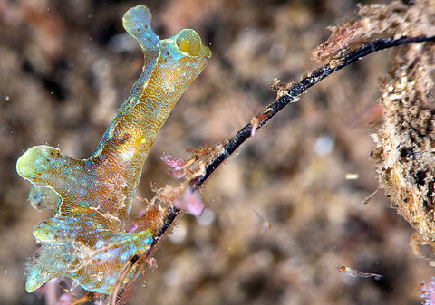 Scyllae sp.1