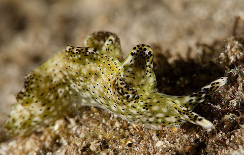 Elysia nigropunctata