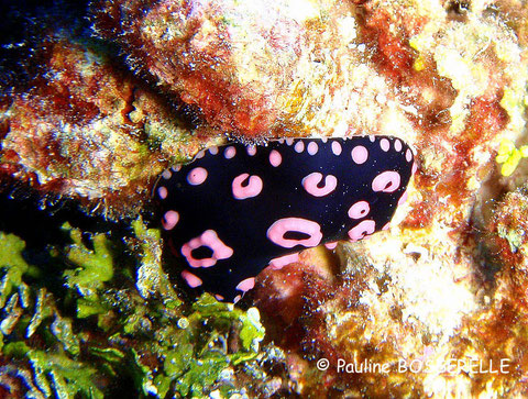 Phyllidiella annulata