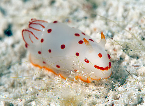 Gymnodoris ceylonica