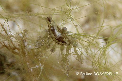 Stiliger Sp