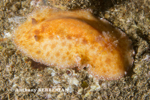 Platydoris sp. 2