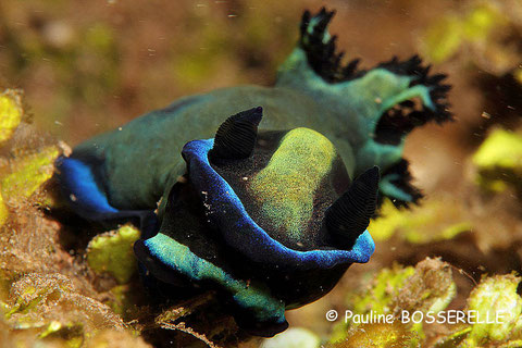 Tambja morosa