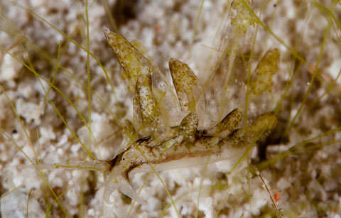 Stiliger sp.