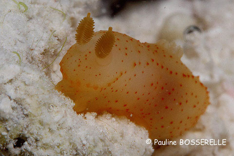 Gymnodoris sp. 3