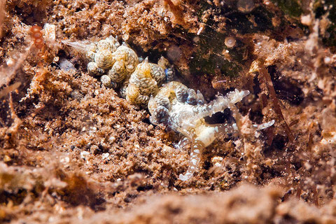 Baeolidia scottjohnsoni anc Berghia japonica