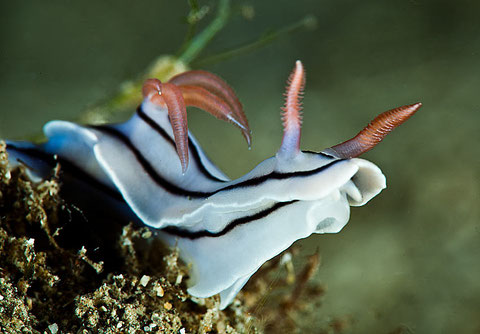 Chromodoris lochi
