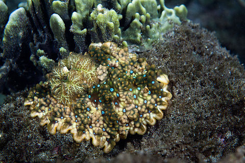 Ceratosoma miamirana