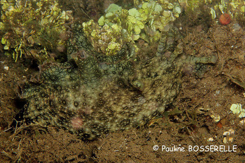 Aplysia argus autrefois Aplysia dactylomela