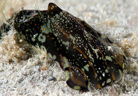 Philinopsis speciosa. Tahiti -3m.