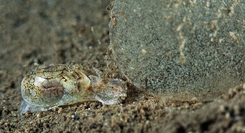 Diniatys dubius autrefois Diniatys dubia
