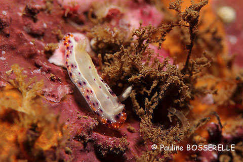 Goniobranchus decorus anc Chromodoris decora
