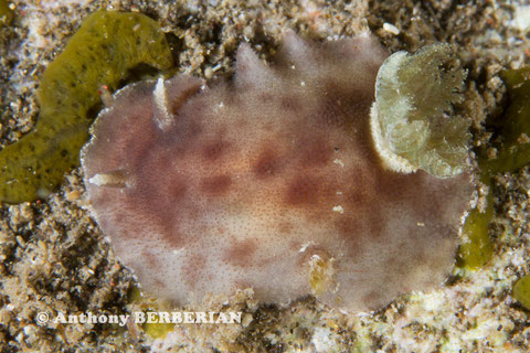 Discodorid 2 non identifié