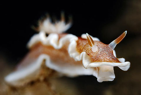 Glossodoris rufomarginata