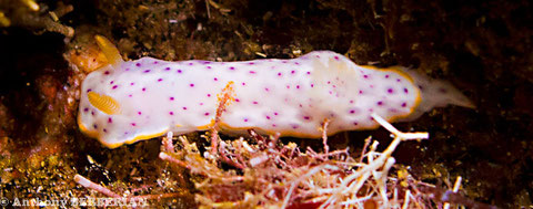 Chromodoris aspersa
