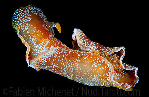 Spanish Dancer Nudibranch