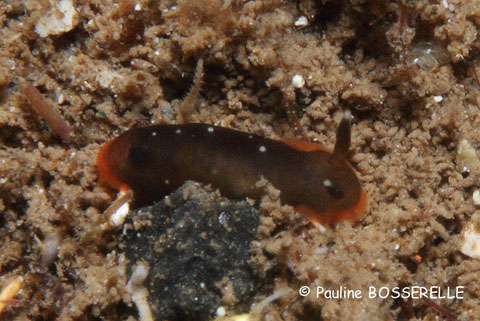 Dendrodoris nigra