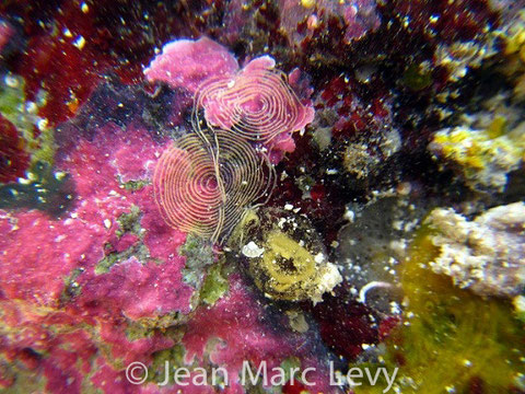 Pontes Favorinus japonicus