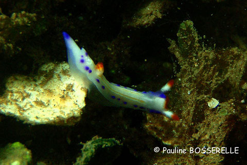 Thorunna florens
