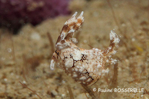 Trapania squama anc Trapania sp.1