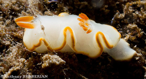 Ardeodoris angustolutea anc Noumea angustolutea