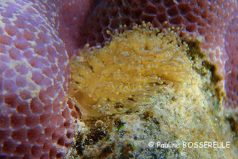 Tenellia lugubris anc Phestilla lugubris