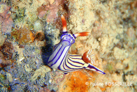 Hypselodoris whitei