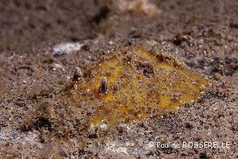 Thordisa luteola