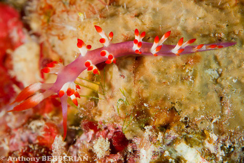 Flabellina sp. 2
