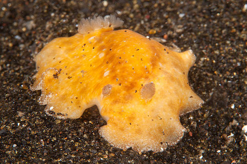 Platydoris sp.1
