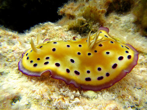 Goniobranchus kuniei