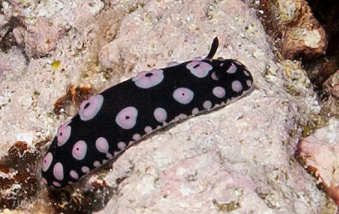 Phyllidiella cf. annulata, Fakarava, -20m.