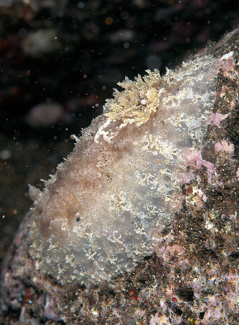 Discodorid 3 non identifié