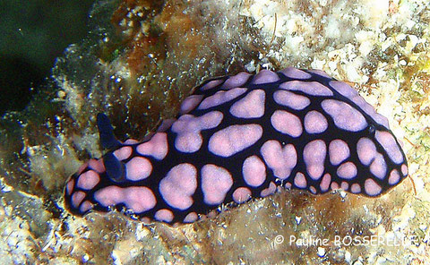 Phyllidiella pustulosa