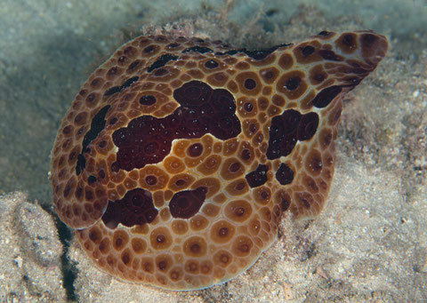 Pleurobranchus grandis