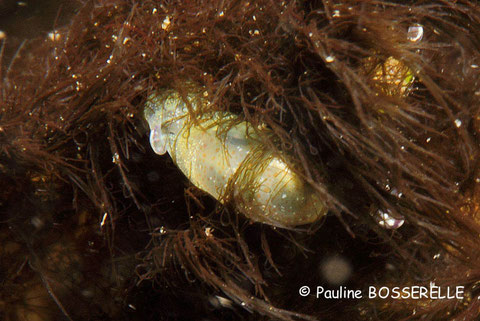 Atys multistriatus