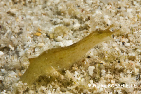 Petalifera sp.1