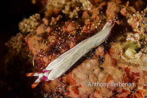 Thuridilla sp.1