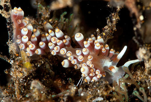 Tenellia sp.21 autrefois Catriona sp.