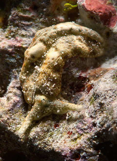 Plakobranchus ocellatus