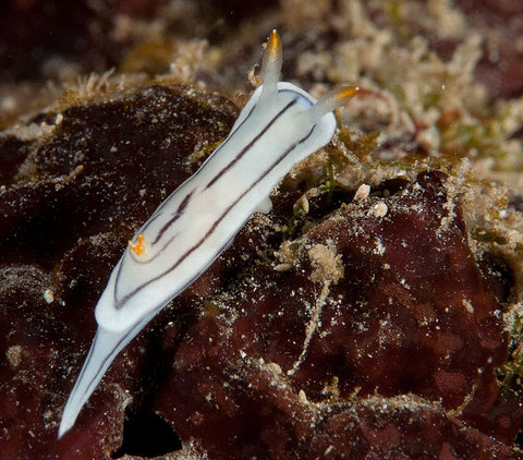 Chromodoris sp. 1