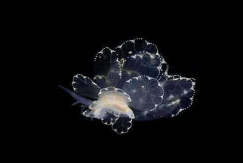 Cyerce elegans