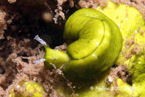 Elysia pusilla