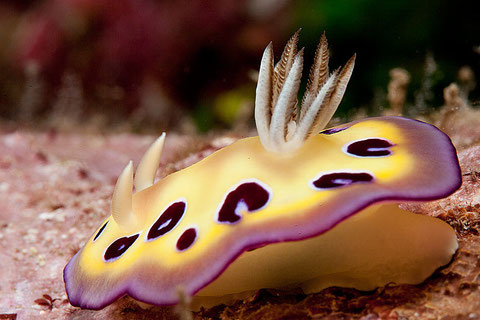 Goniobranchus kuniei anc Chromodoris cf. ransoni
