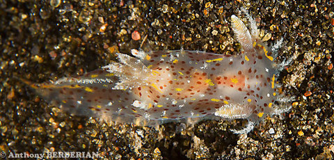 Plocamopherus cf. telesii